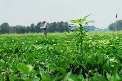 Herbicide Efficacy and Weather Conditions