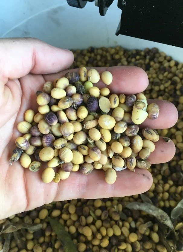 Combating Soybean Seed Quality – Can Fungicides Help?
