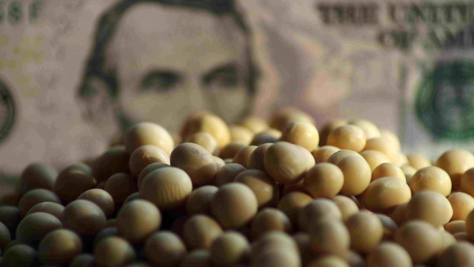 Record basis safeguards NC growers from the worst of falling prices