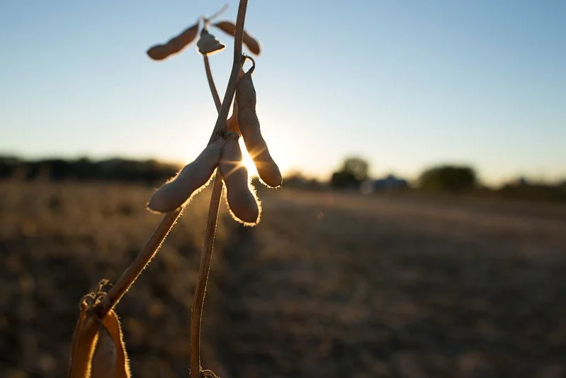 NC Soy Hires a Summer Intern to Expand Communication Efforts