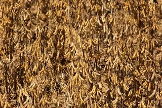 Implementing Sustainable Practices Now to Increase Yields Next Season