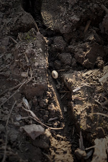 Getting Soil Ready for Higher Yields