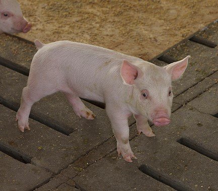 Soy's Number One Customer: Animal Agriculture