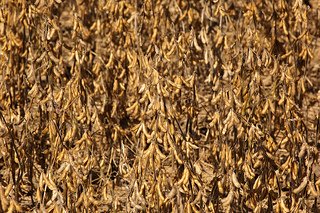 What Is Your Yield Monitor Telling You