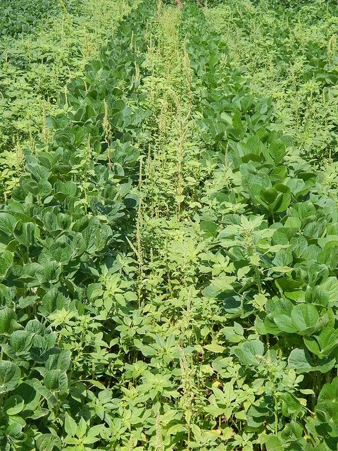 Getting Ahead of Weeds and the Weather