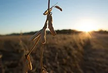 China's Proposed Tariffs & NC Growers