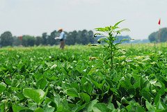 Are You Making Weed Management Mistakes?