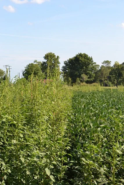 The Biggest Weed Threats In N.C.