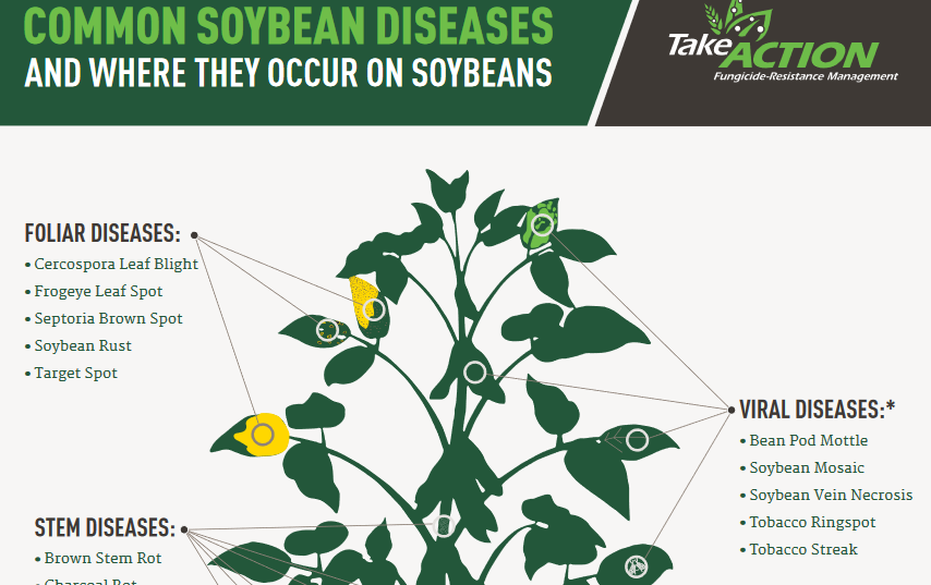 How to Spot Common Soybean Diseases