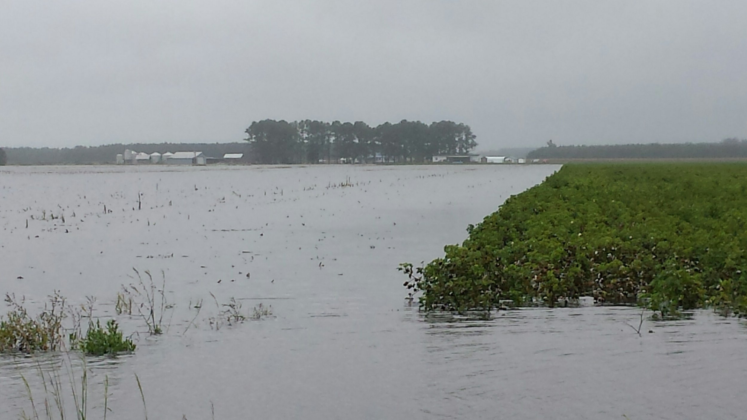 How to Handle Flooded Grain