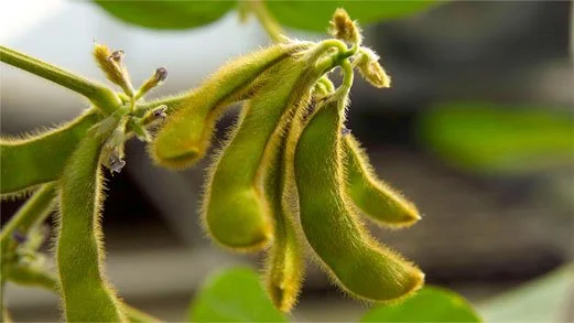 2nd Round of MFP Payments