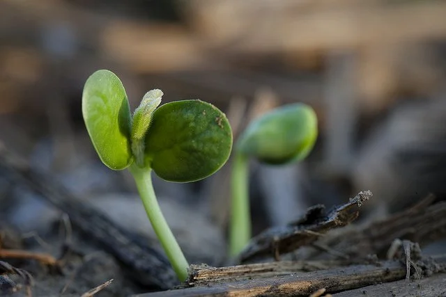 Considerations for Planning Crop Rotation