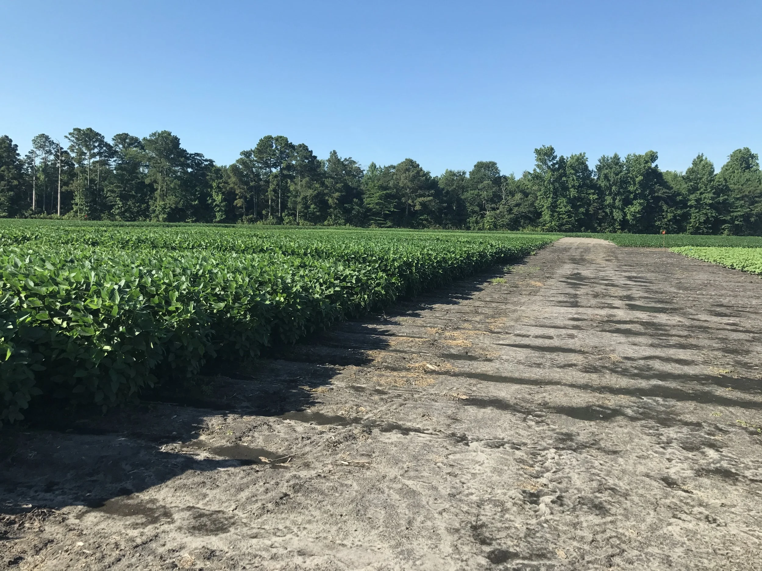 Optimizing Planting Date and Maturity Group