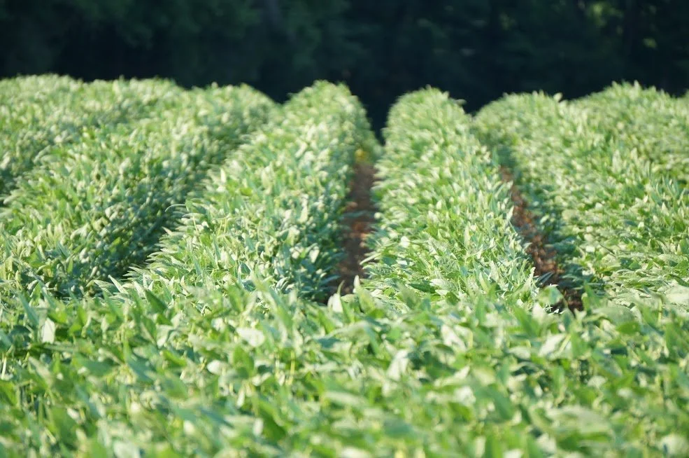 Managing Early Maturing Soybeans in NC