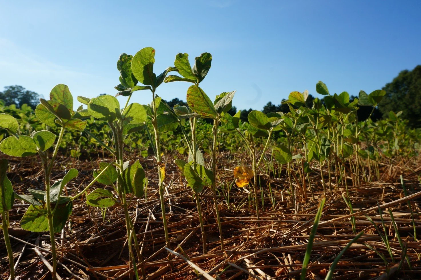 Early Season Scouting