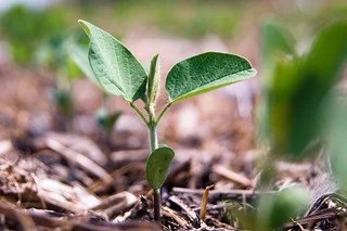 soybean plant