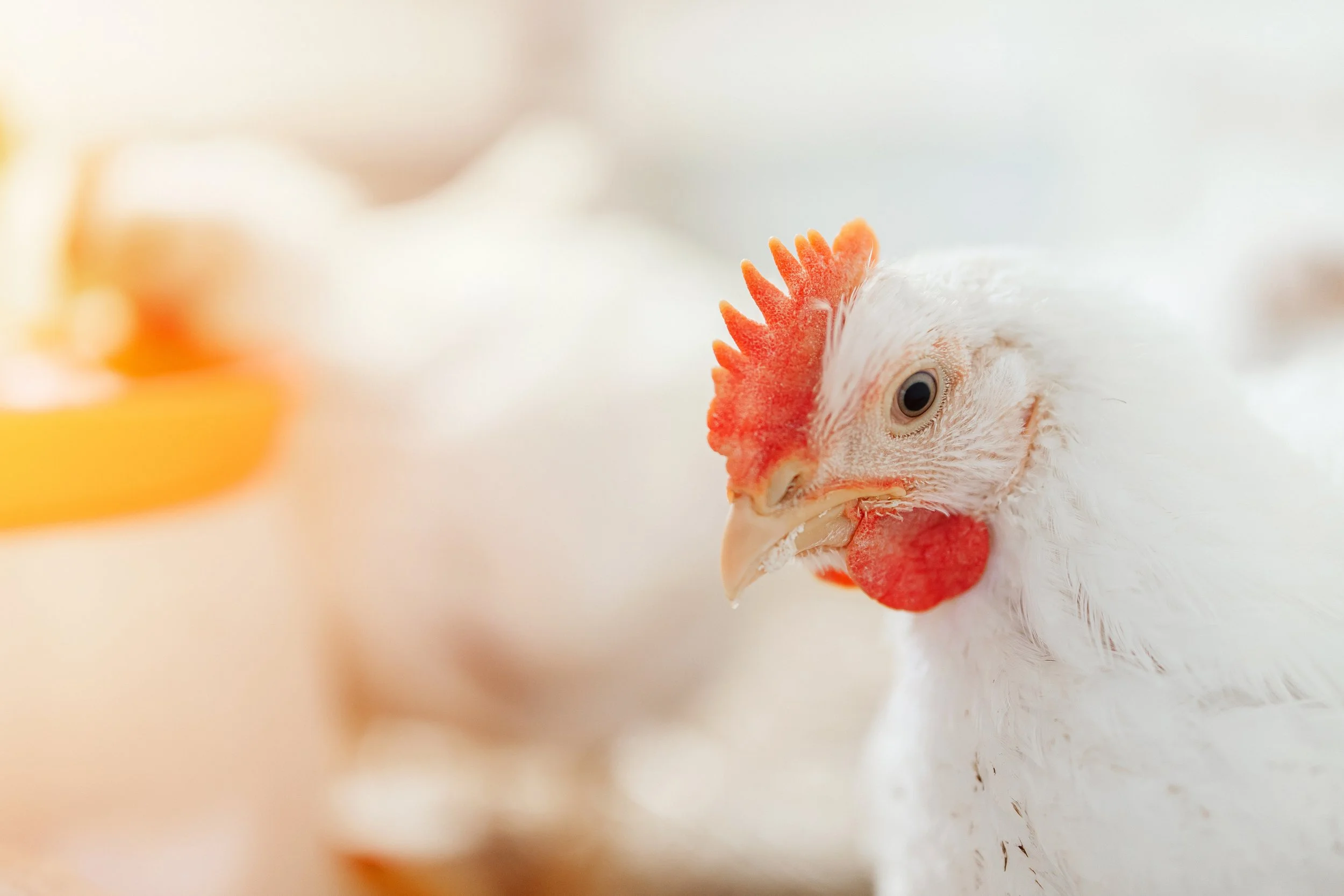 Close-up of a white chicken with a red comb and wattle, and a yellow beak.