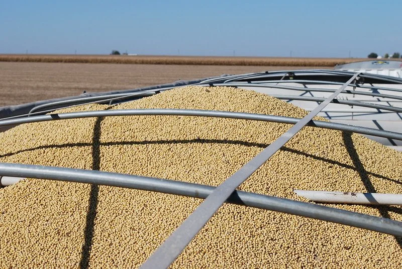 Close-up of a large metal structure holding numerous yellow soybeans in an open field.