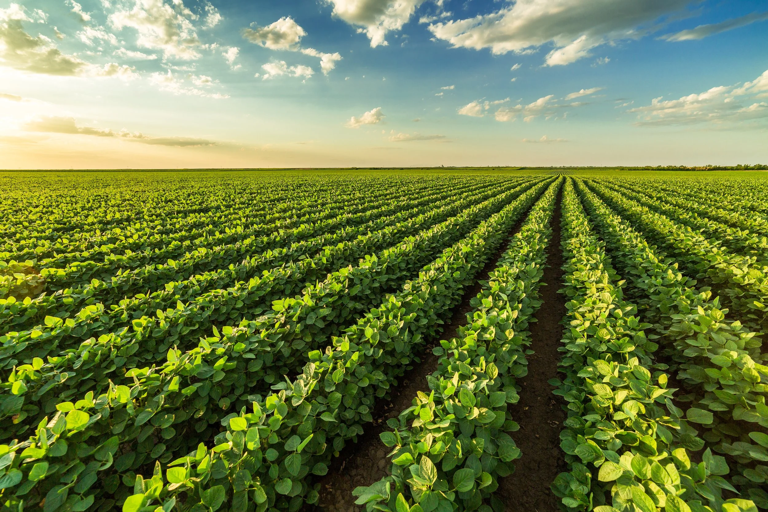 A vast green soybean field under a partly cloudy sky with the sun setting on the horizon.