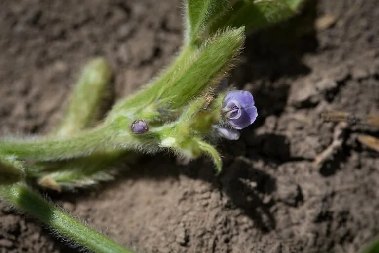 Close-up of a small purple flower blooming on a soybean plant