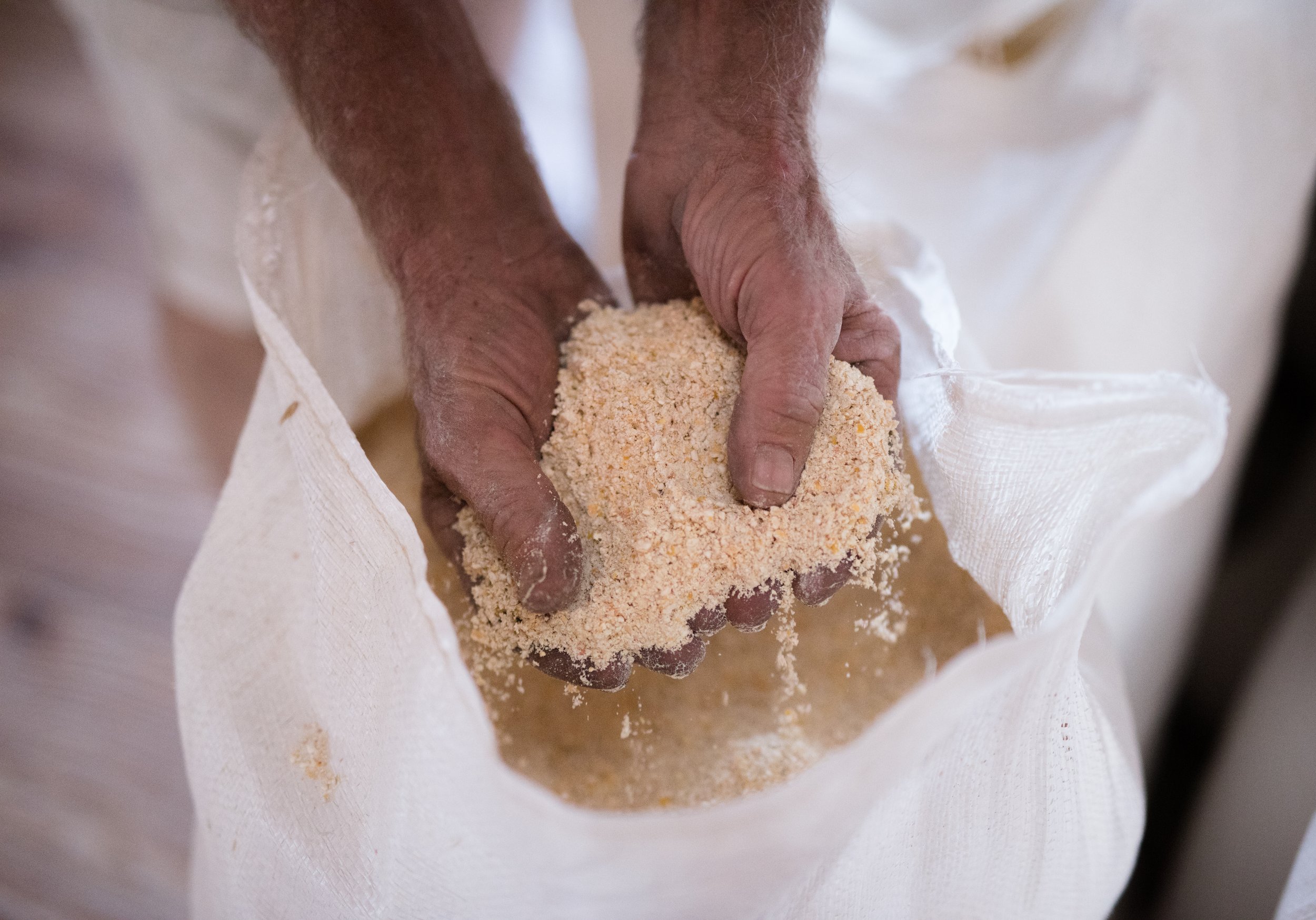Close-up of a person's hands holding livestock feed made from soybeans