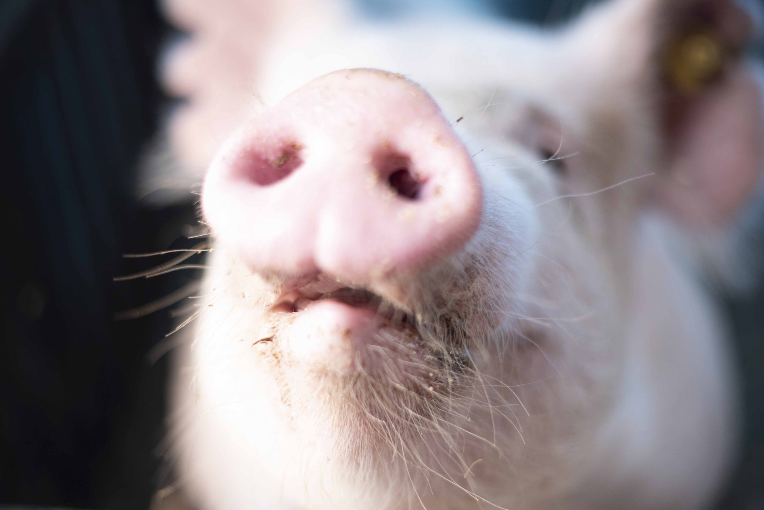 Close-up of a pig's face showing its snout and part of its mouth.
