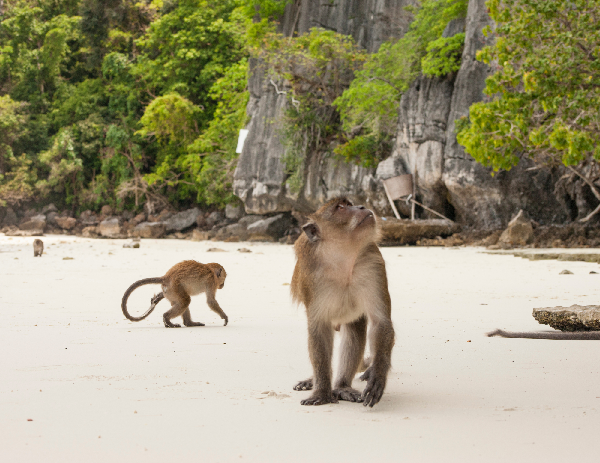 Two monkeys on a sandy beach with greenery and rocks in the background; one adult monkey sitting and looking up, a juvenile walking nearby.