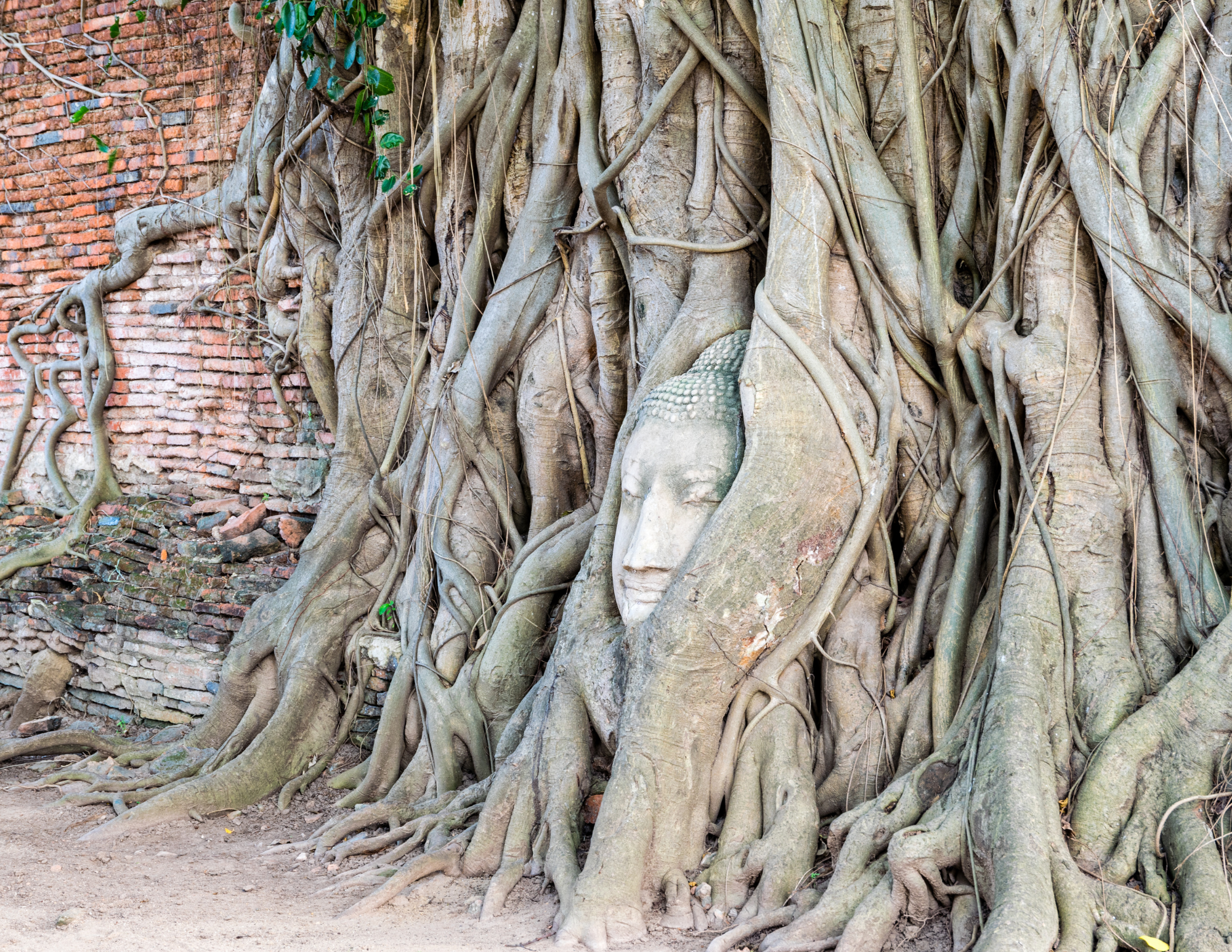Stone Buddha face sculpture partially embedded in the roots of a large tree growing along an old brick wall.