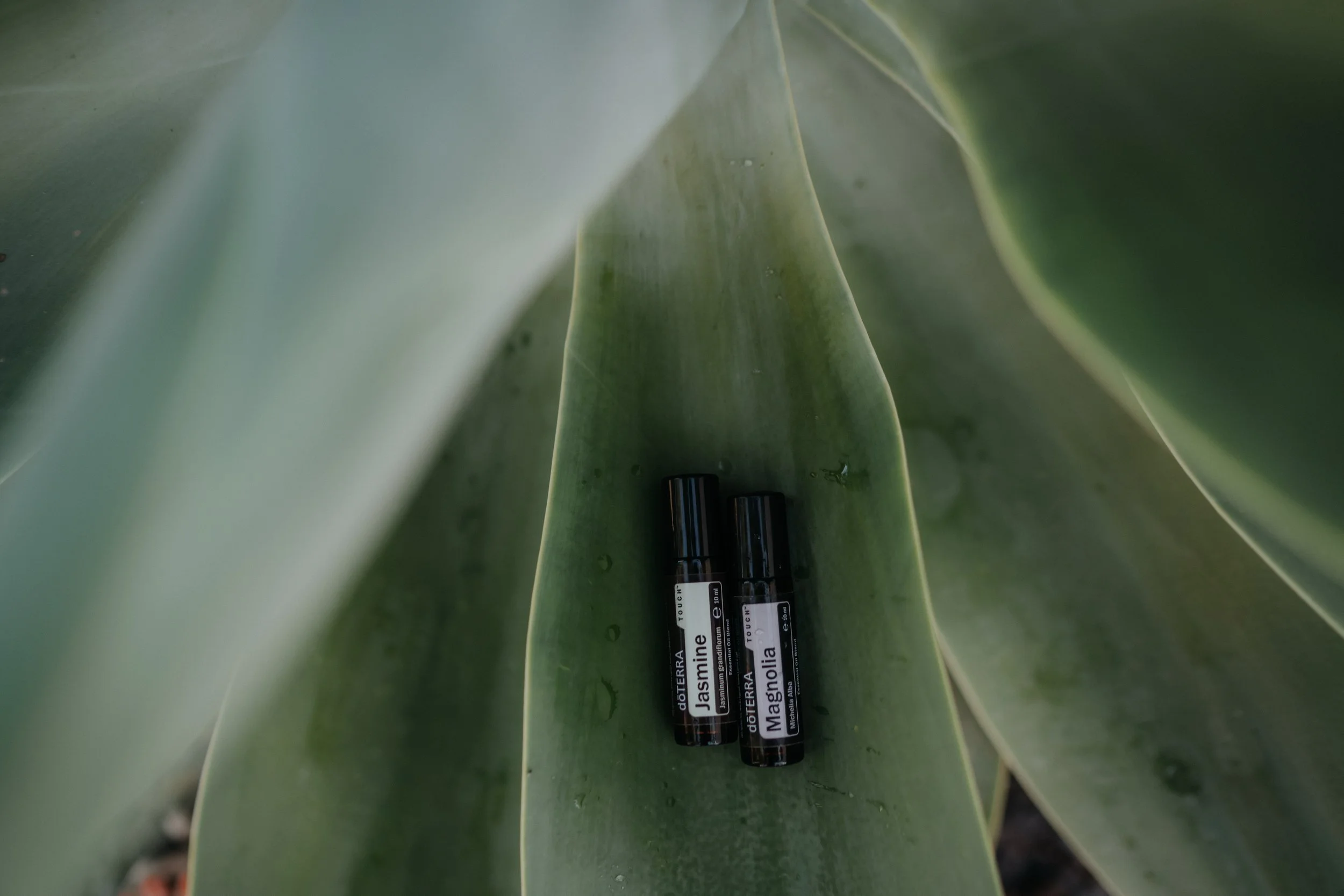 Zwei ätherische Ölfläschchen liegen auf einer großen grünen Pflanze mit langen Blättern.