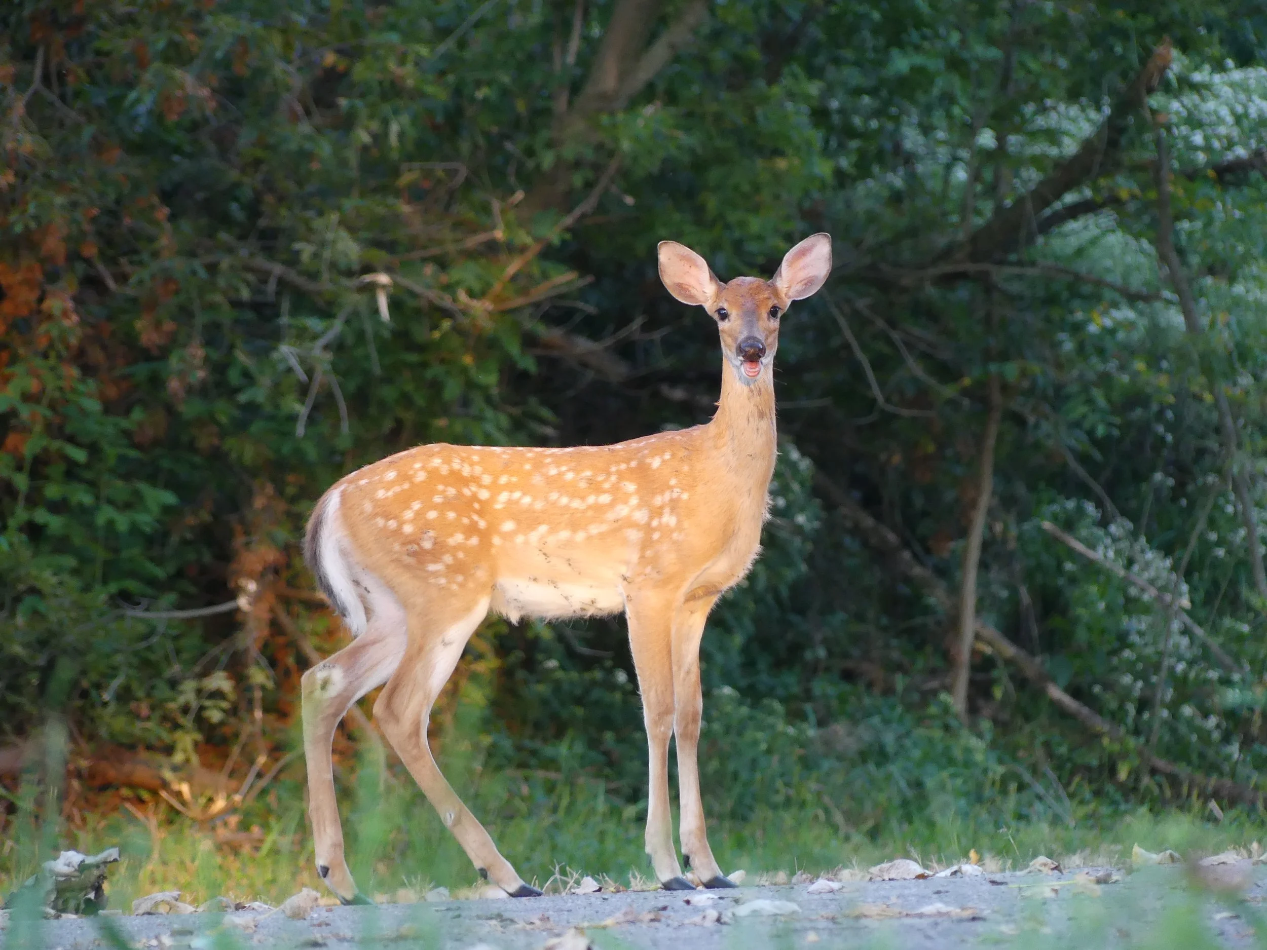 golden fawn.JPG