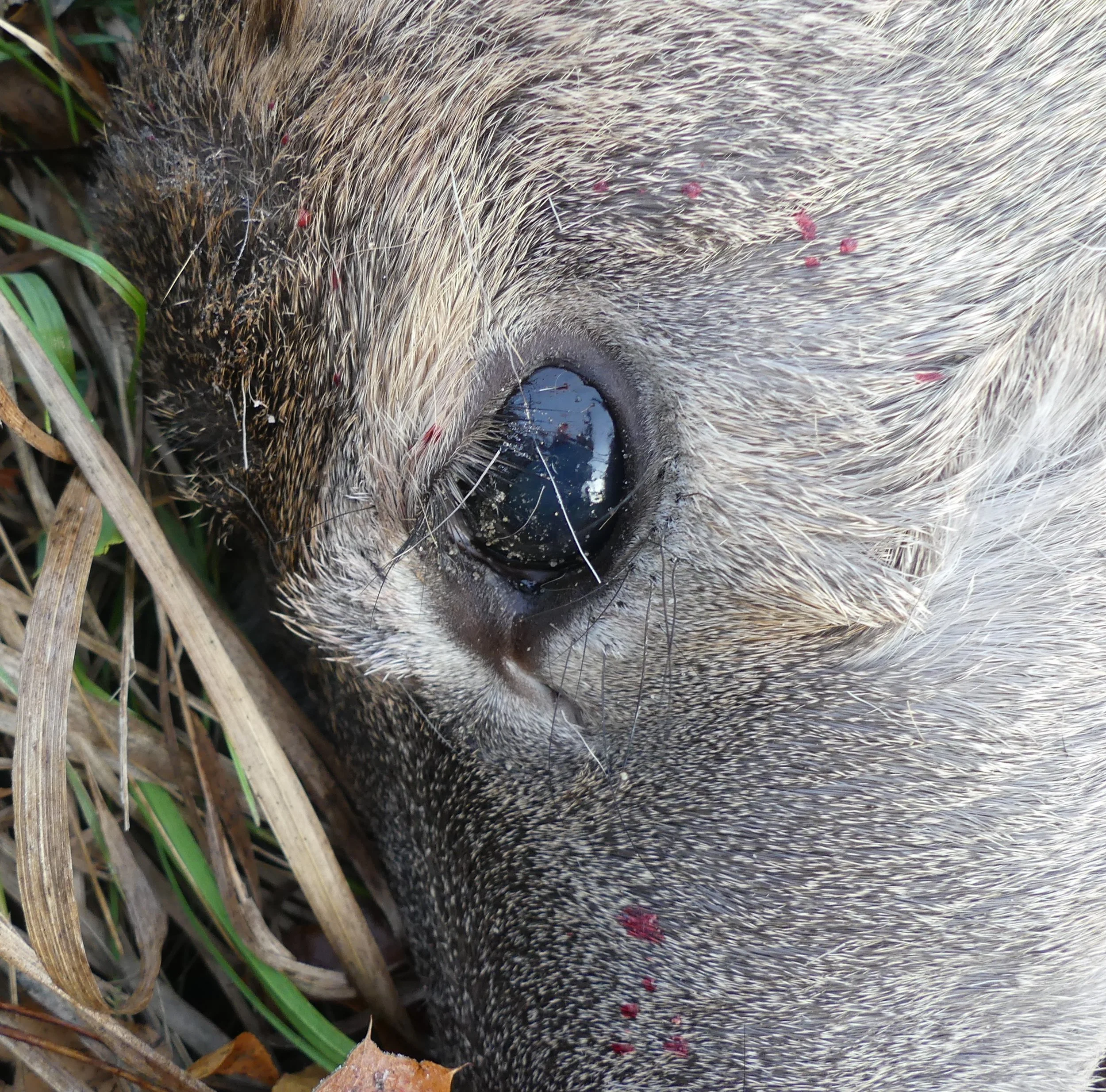 The Clear Eye Myth