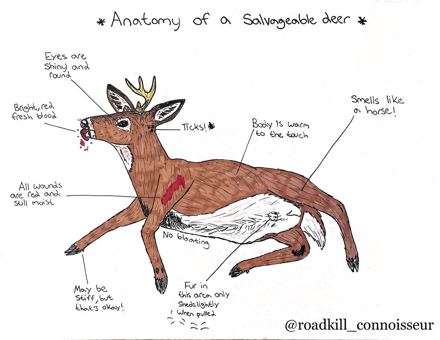 A couple of diagrams to help all you scavengers this fall! 🦌❤️