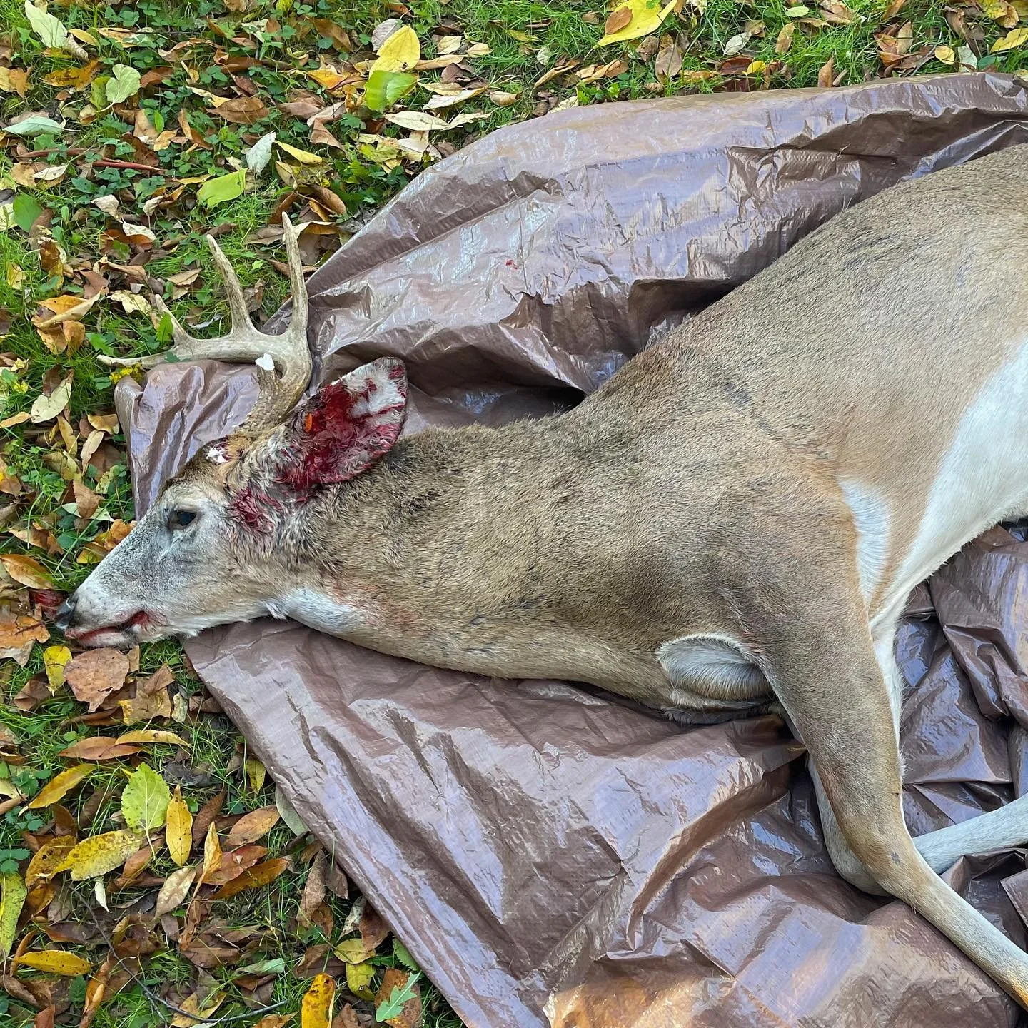 Deer #3 is a beauty 🦌❤️ 

I pulled over moments after police had dispatched him. 
He would&rsquo;ve been a 10 pointer, but his other antler had broken off. Animal removal services arrived on the scene at the same time, and were kind enough to load h