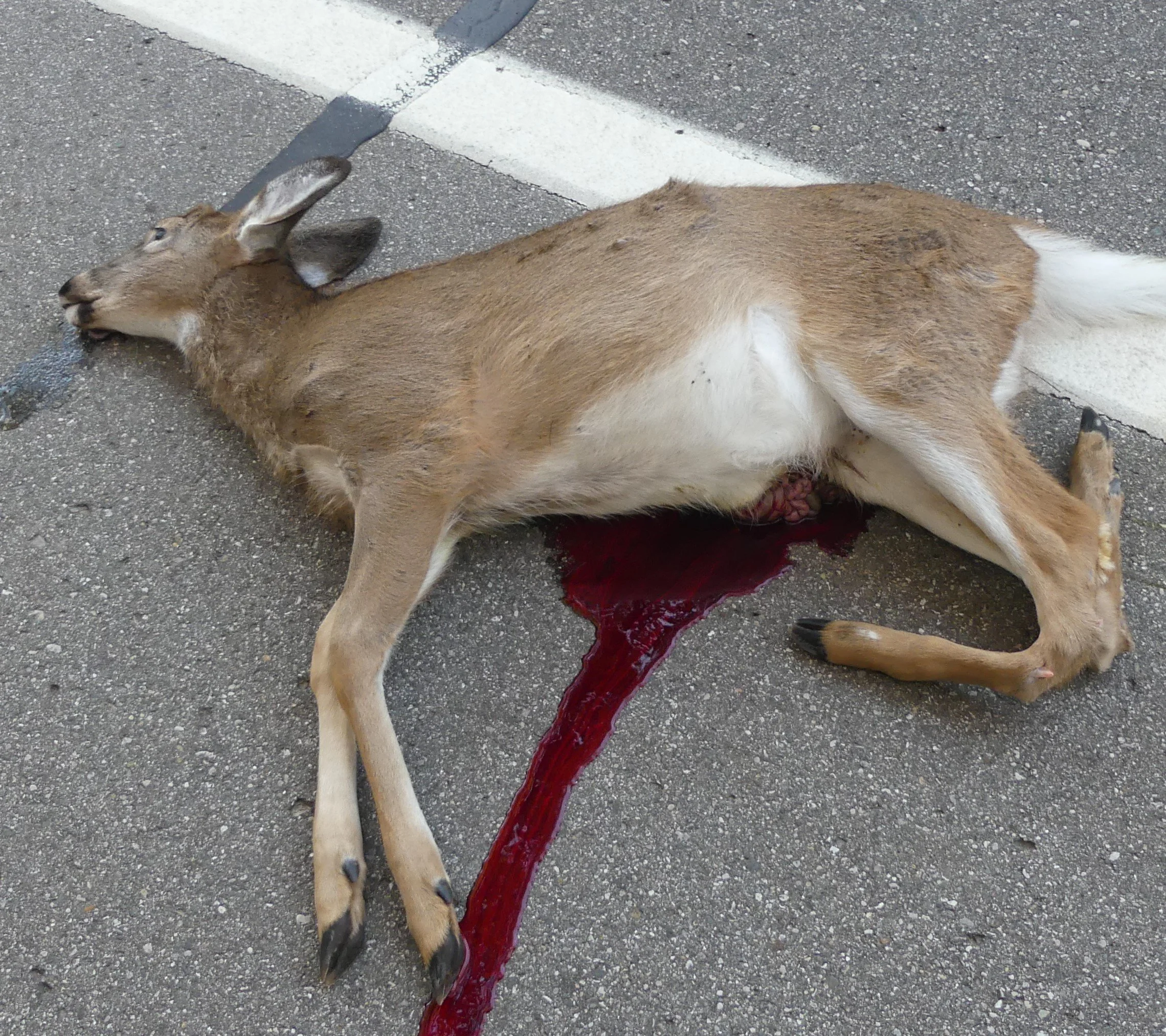 Are Roadkill Deer Too Damaged To Be Usable? 