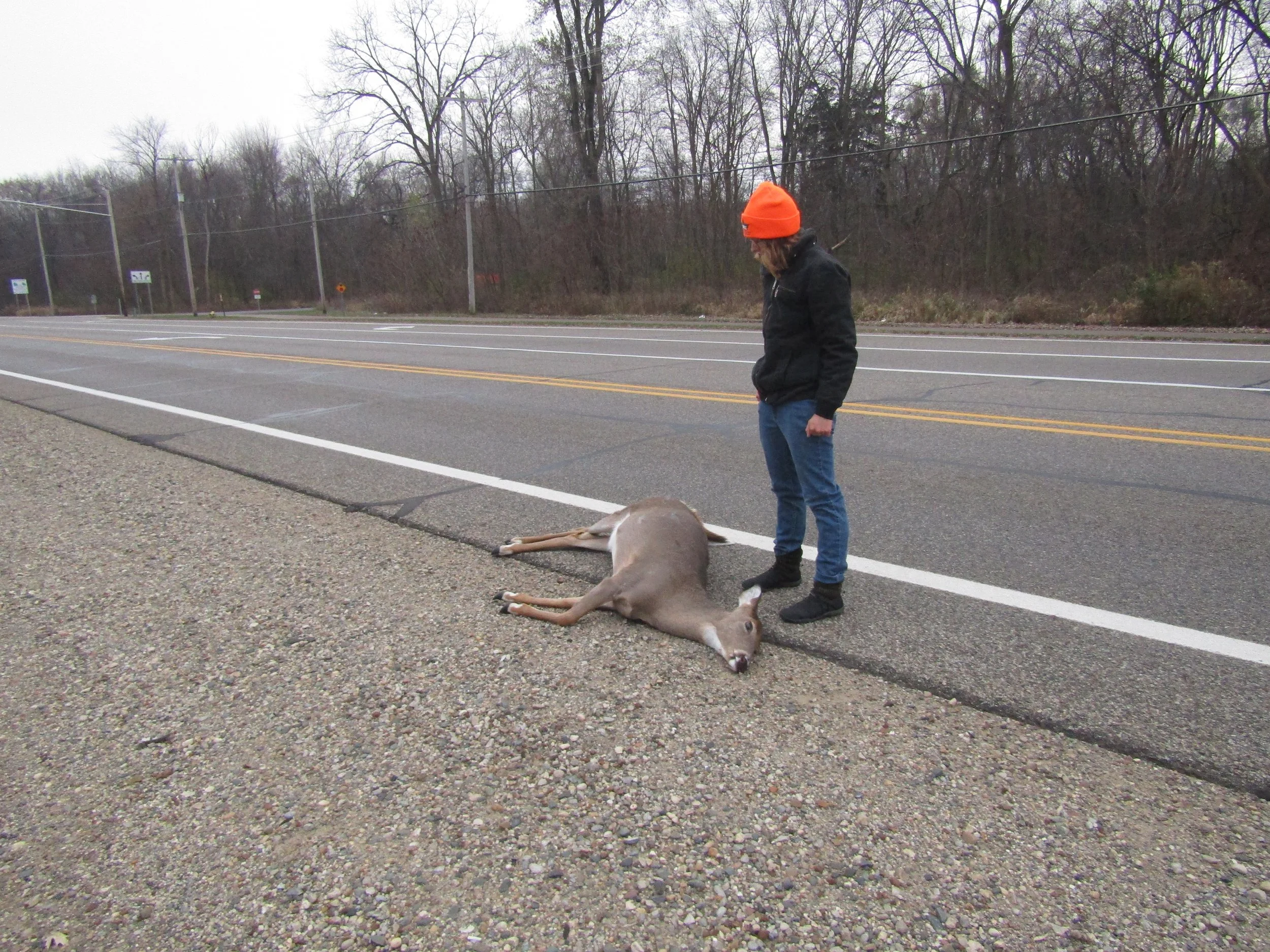 How to Tell if a Roadkill Deer is Good to Eat: A Visual Guide