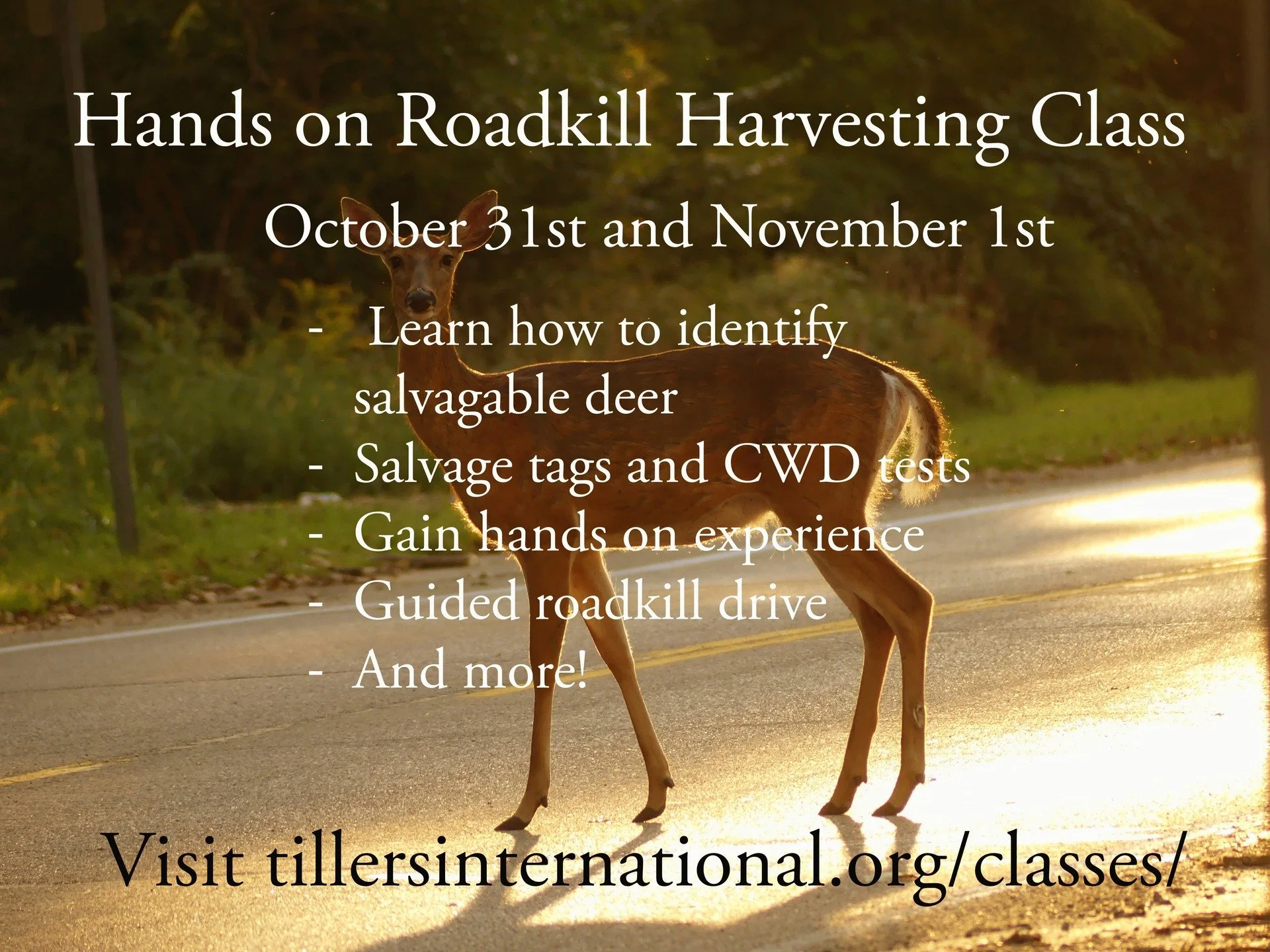 I am excited to announce that I am teaching a roadkill harvesting class at Tillers International in Scotts Michigan this October! Halloween morning will consist of an introductory class, while November 1st will include a guided roadkill drive and but