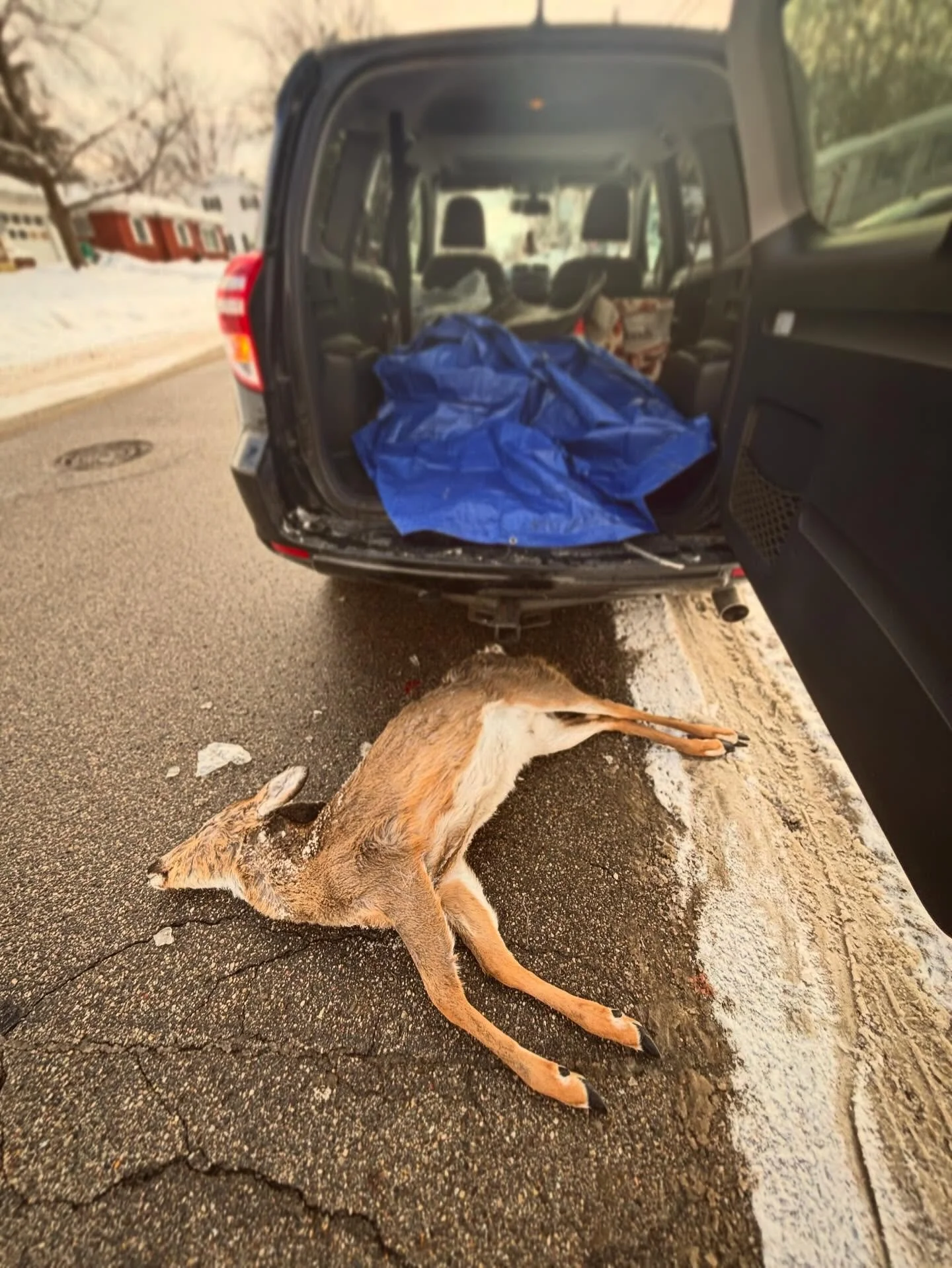 Sometimes, harvesting roadkill reaps more work than reward&hellip; 

This button buck had been slammed by a large vehicle, possibly a city plow or semi. While he didn&rsquo;t appear too damaged on the outside, it was evident when I skinned him that I