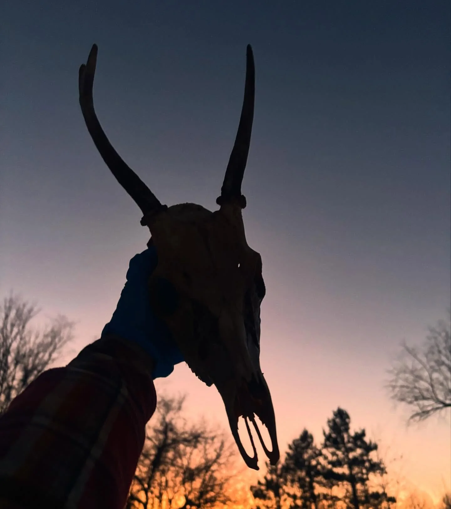 Gratitude. 

This young buck was hit in my neighborhood last November, only a stone throw away from my home. He is one of the very few head hit deer I&rsquo;ve found. The rest of the meat was unscathed, and in perfect condition. He filled my freezer,