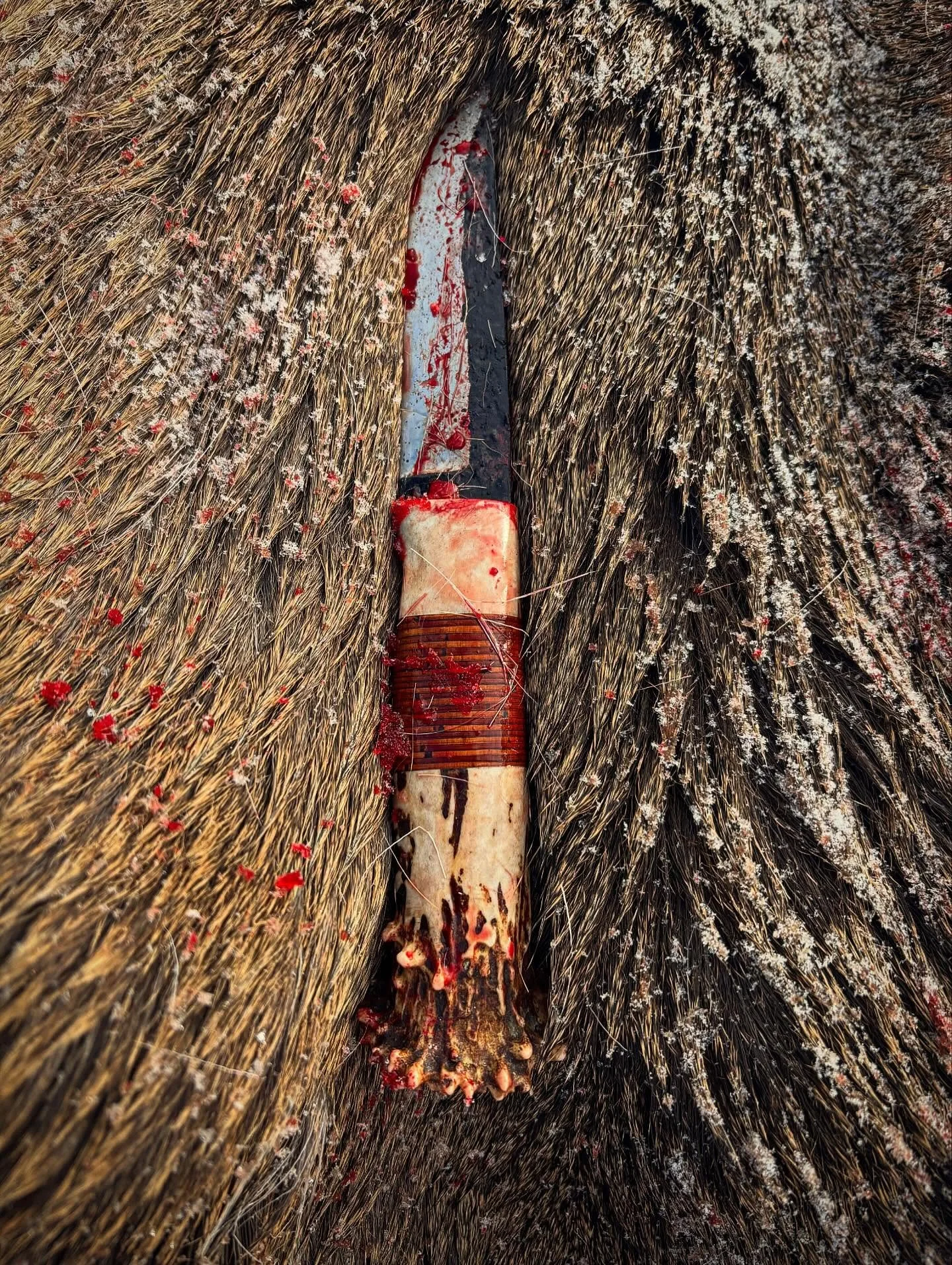 This knife has a story. 

The blade was smithed by my friend and local blacksmith, Gabriel Paavola. The metal was melted in a forge in a Kalamazoo backyard. The knife is made so that it can be sharpened simply by scraping it across a leather belt. 

