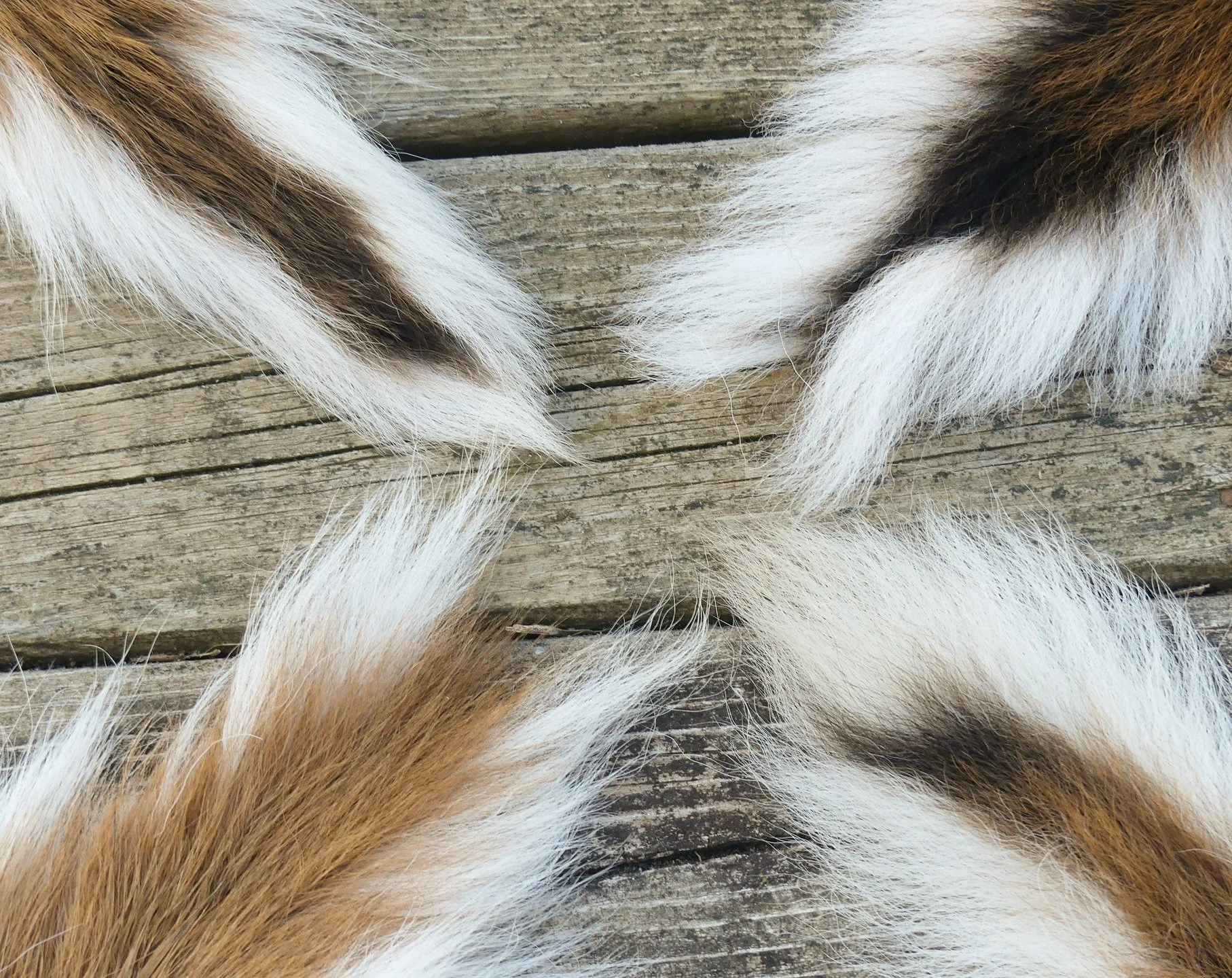 Some tanned deer tails. No two are alike! 

Deer always amaze me with their amount of coat variations. Some deer are a simple shade of rufous all over, while others have darkened faces and tail tips. A few deer I've found were a deep mocha or chocola