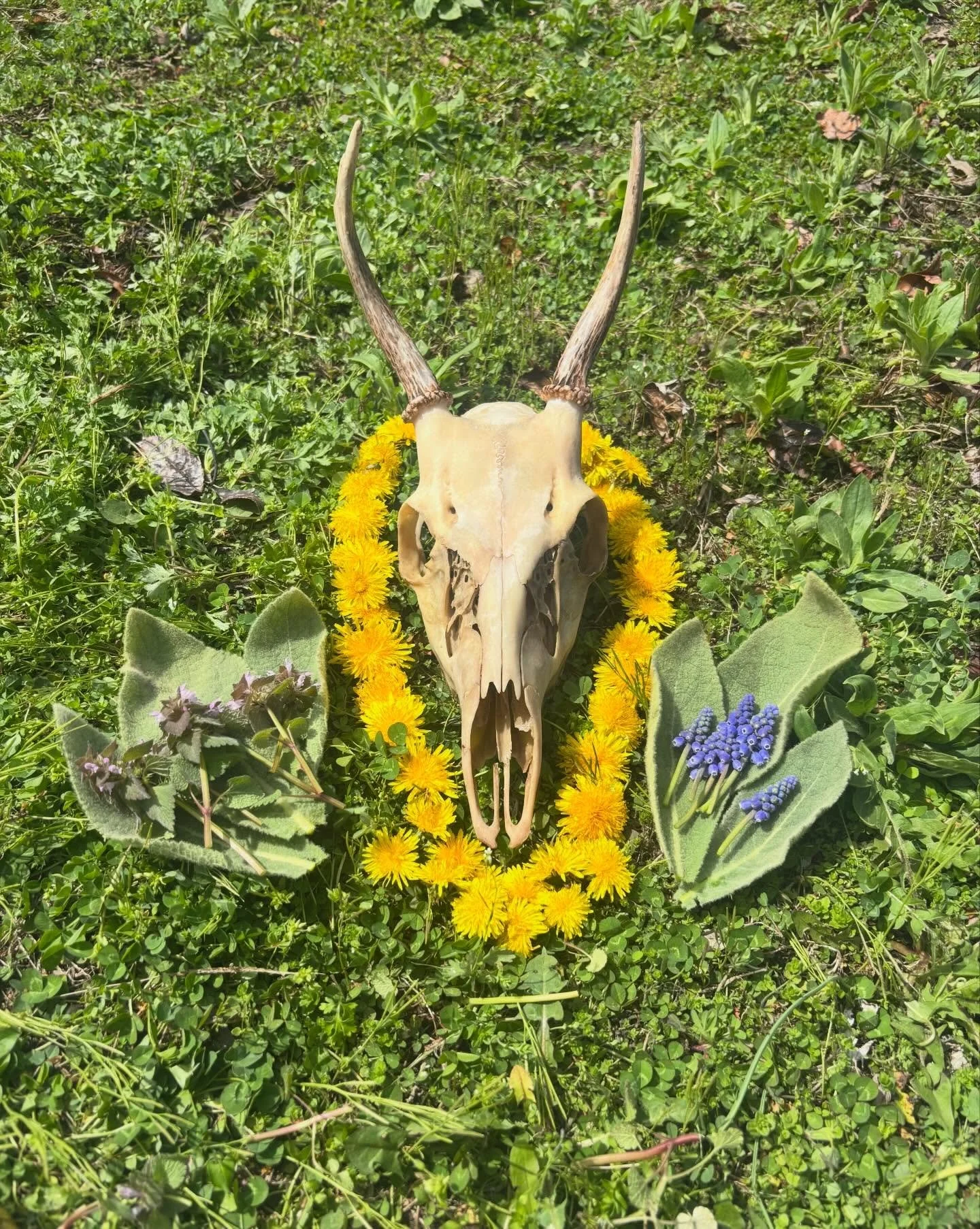 With the return of the warm temperatures and greenery, it is safe to say my roadkill season is coming to a close. 
The hides are tanned, the bones are nearly clean, and most of the meat has been eaten. This past fall and winter was filled with abunda