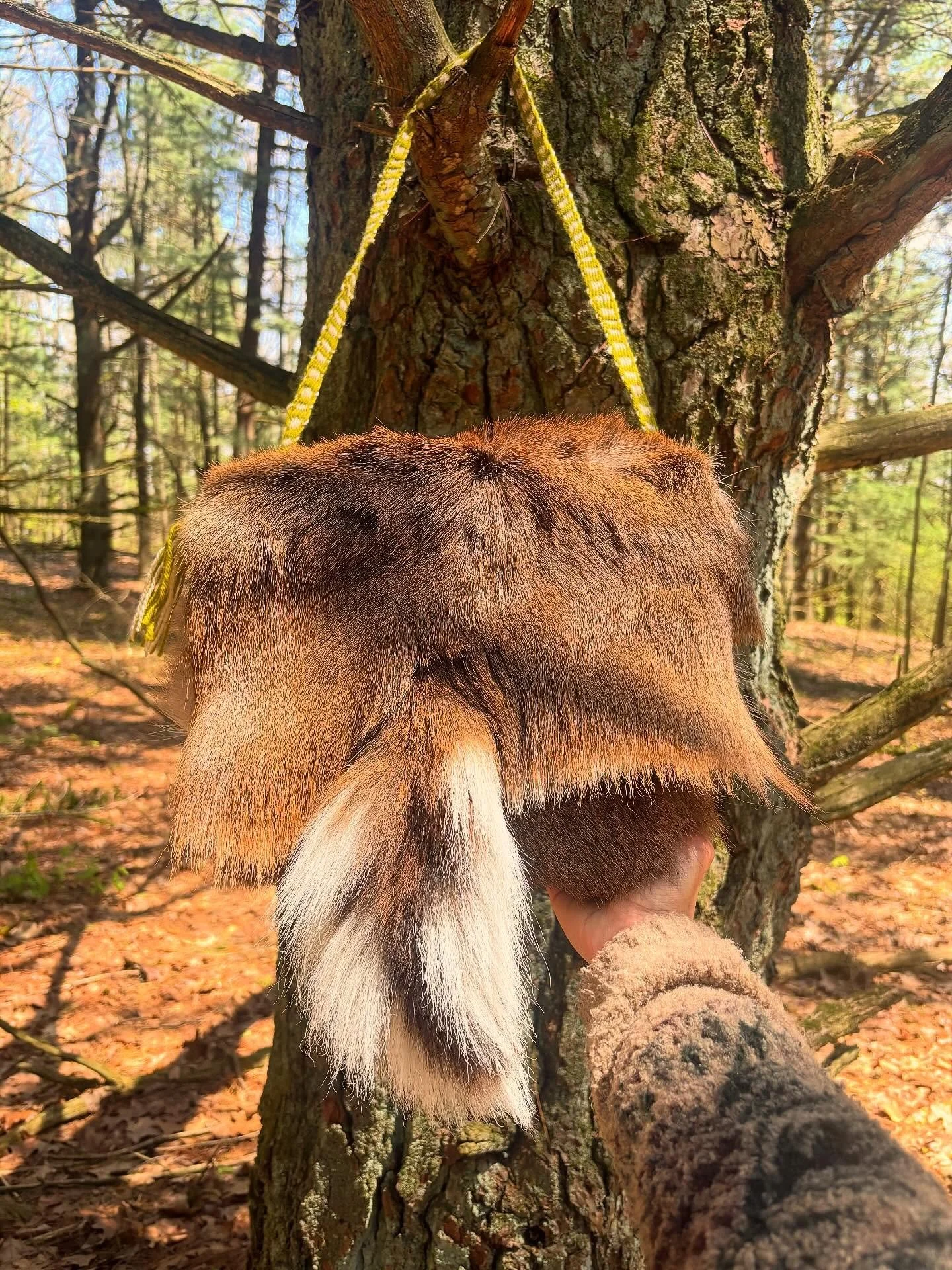 My deer hide messenger bag is finally complete! The hide came from a roadkill doe my friend collected near Lansing. The first deerskin I&rsquo;ve ever tanned. Underneath is an antler closure button, carved from a shed whitetail antler. I made the str
