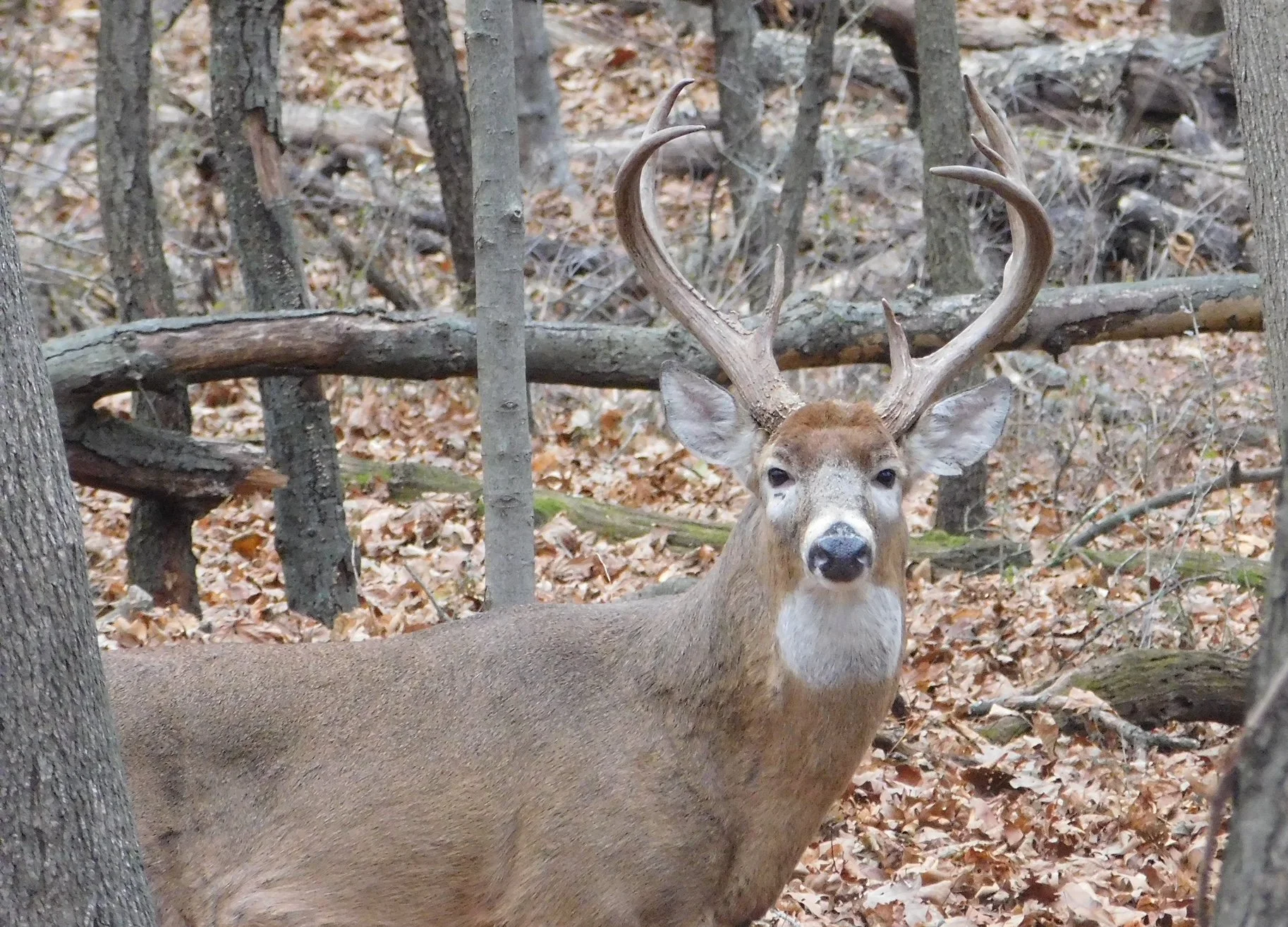 King of the forest #1.JPG