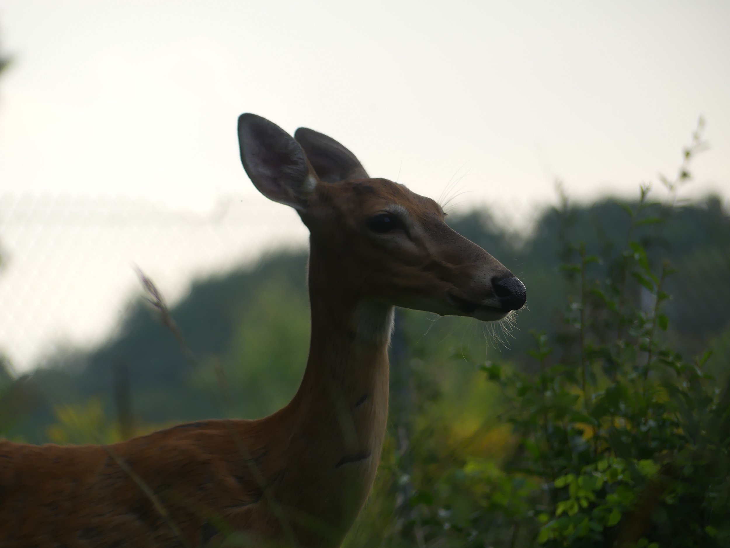 Weekend pass with Camping