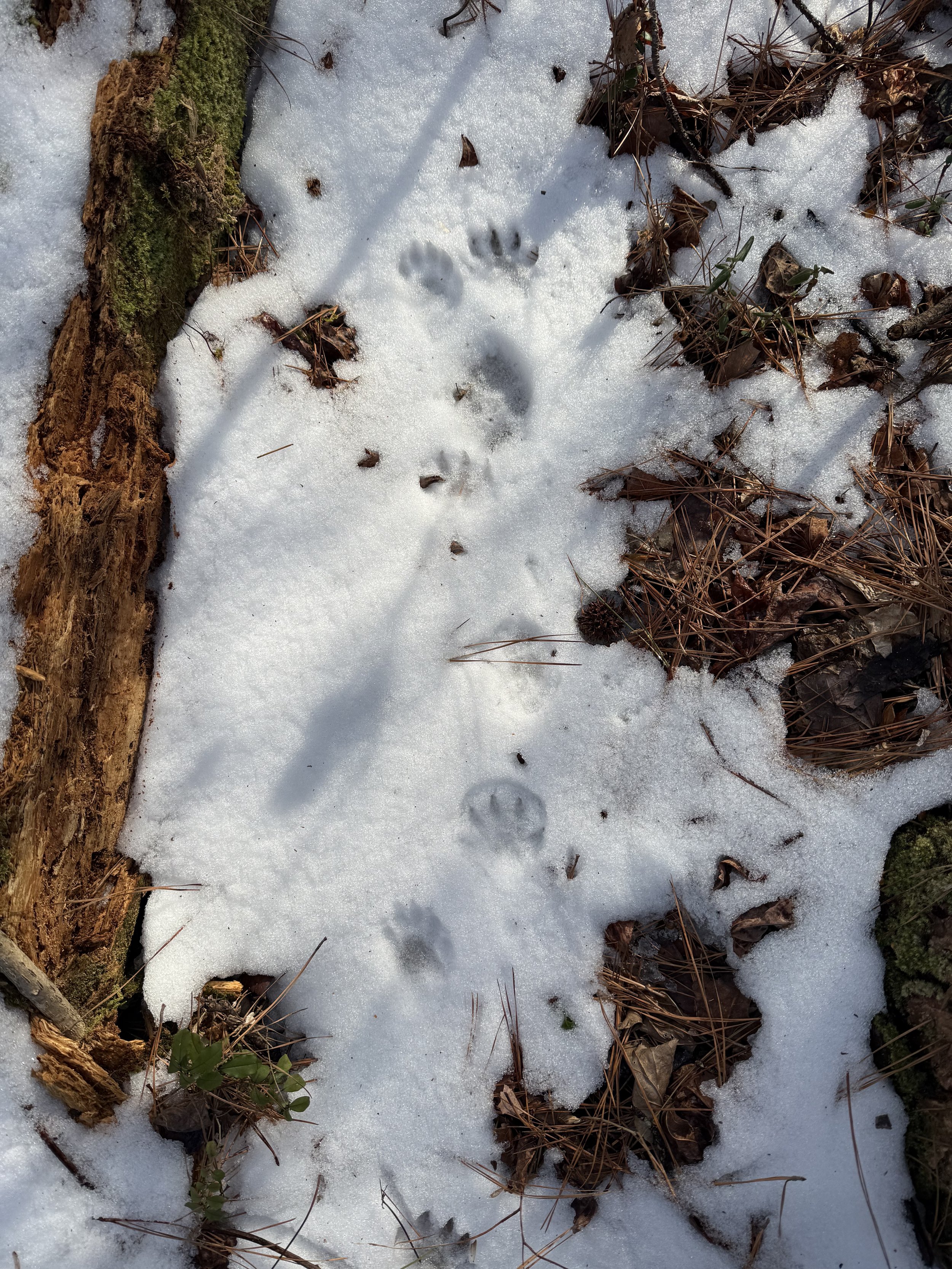 Tracking raccoon animal tracks in the snow
