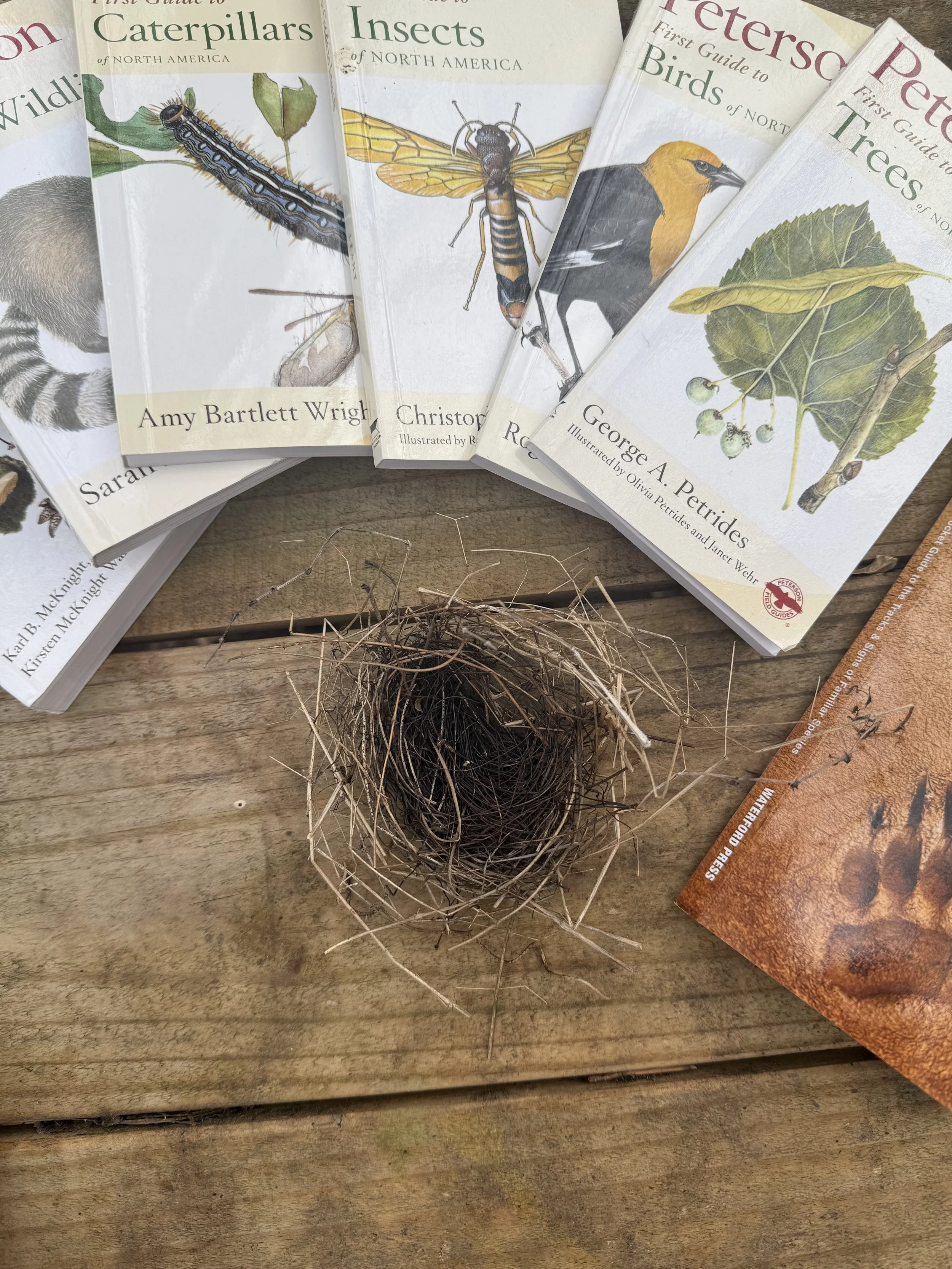 Bird nest surrounded by nature field guides