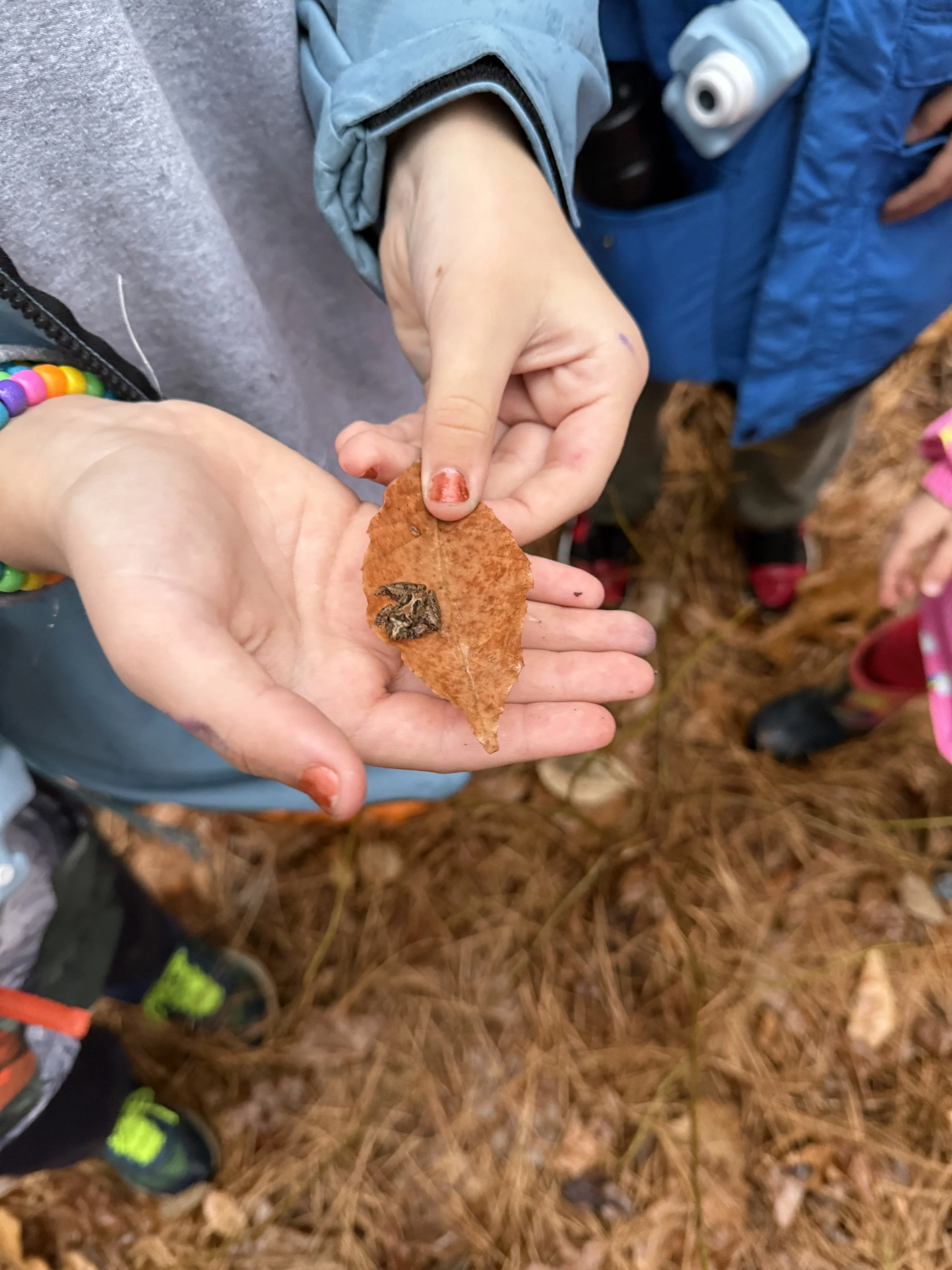 Child holding frog on a leaf while exploring the forest