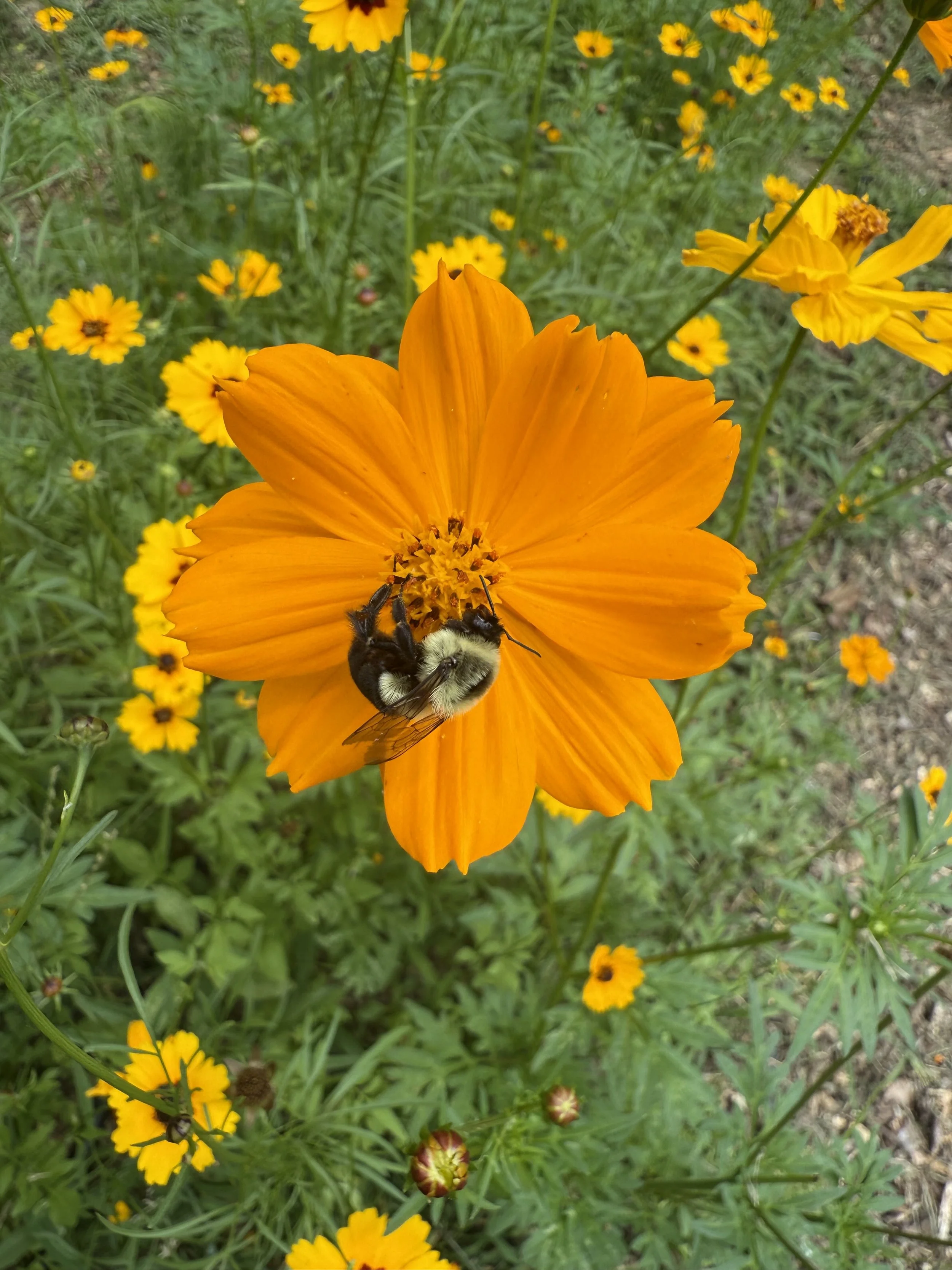 IMG_0199.jpeg