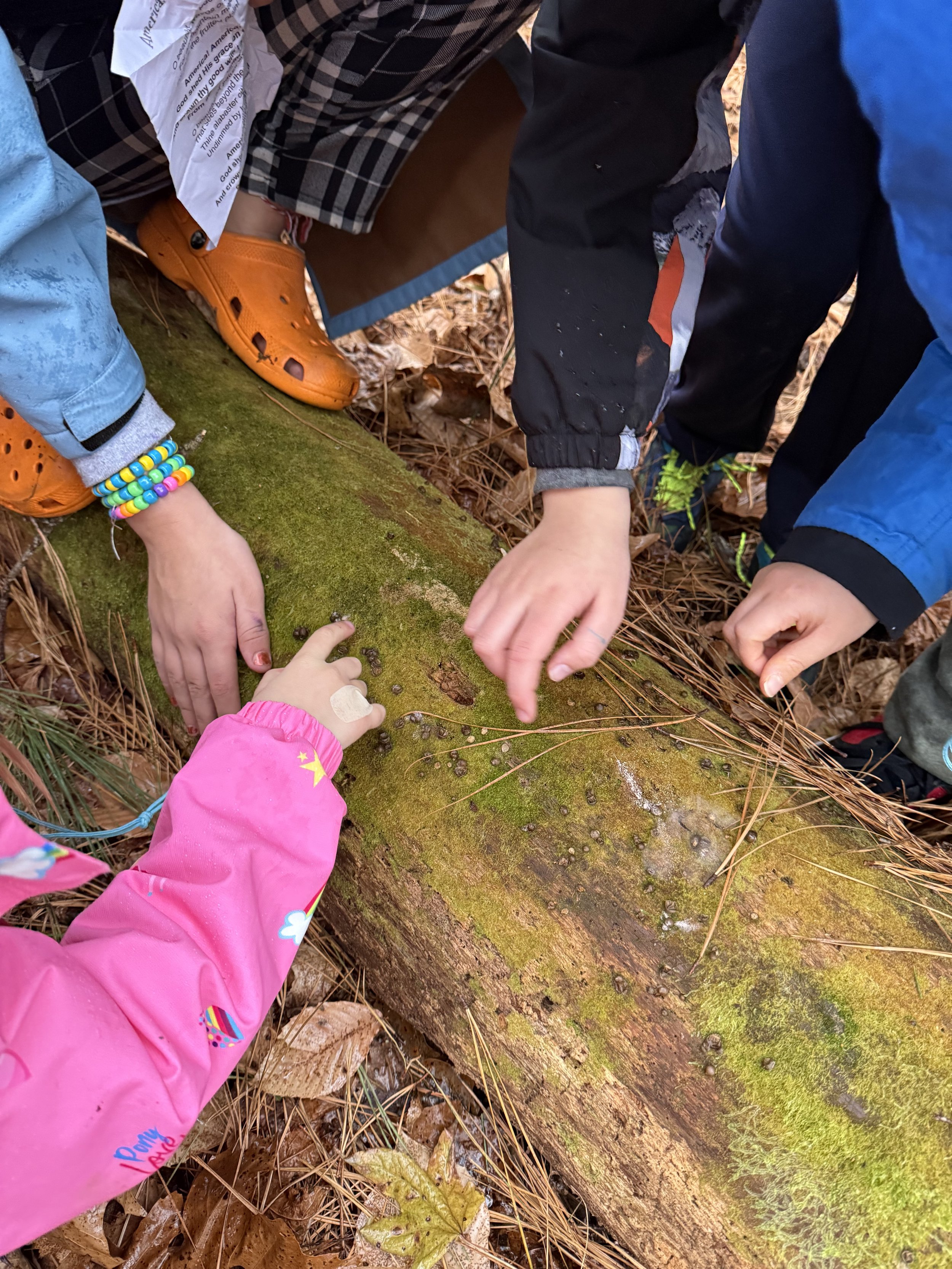 Children looking at mushrooms on a log while exploring the forest