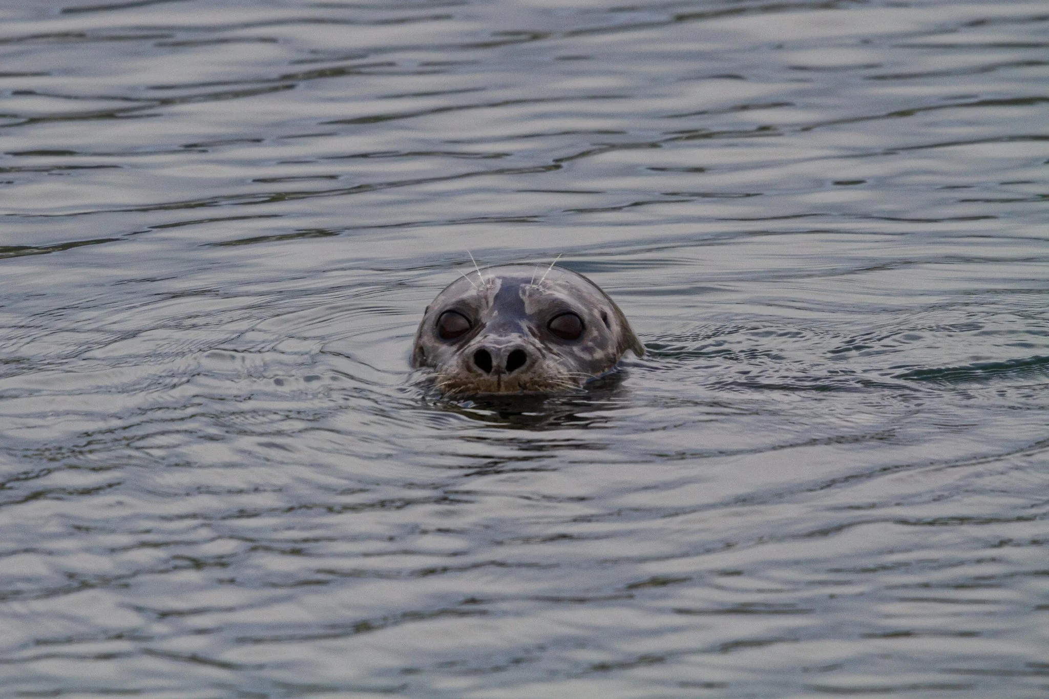 Harbor Seal (Phoca vitulina)